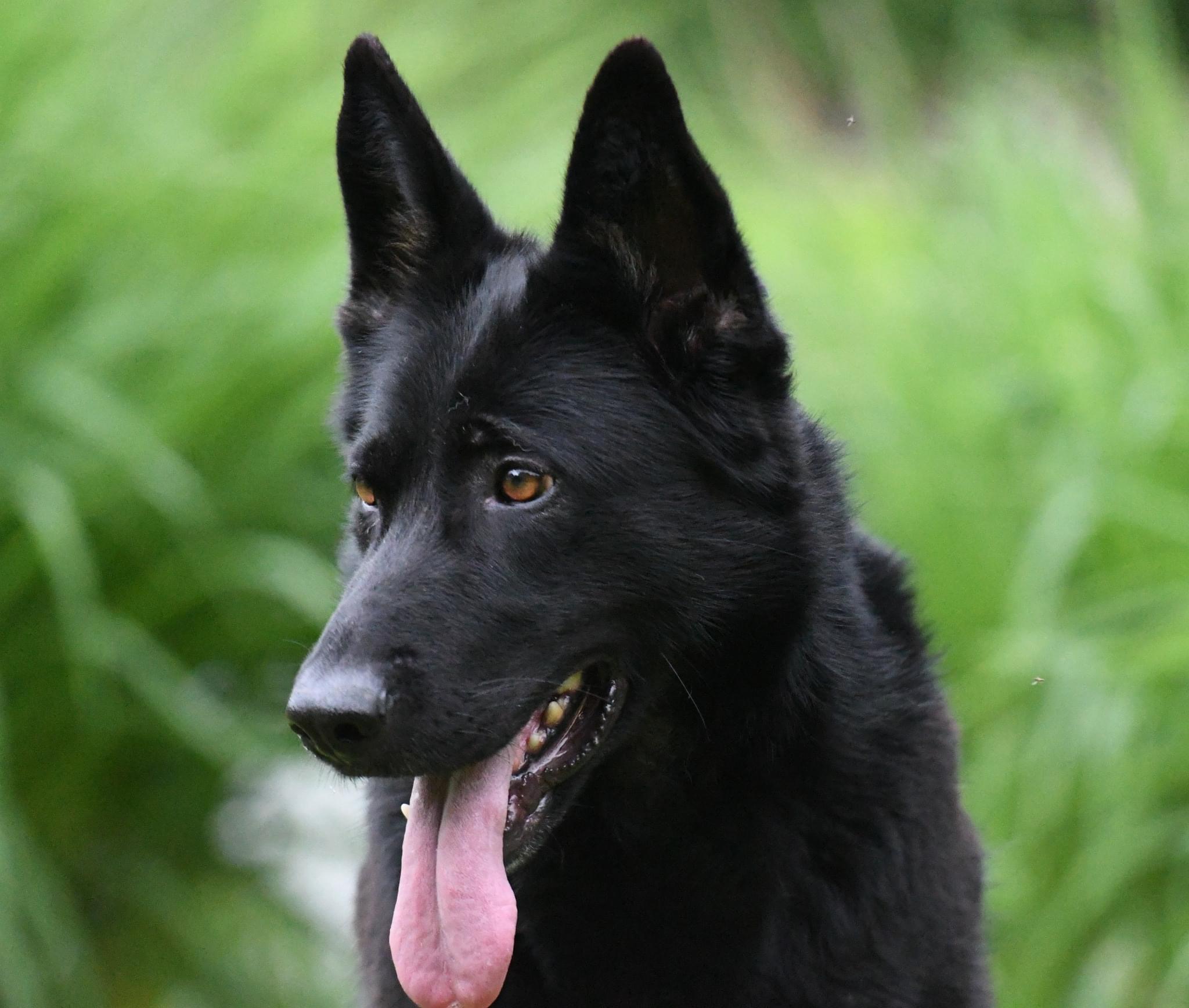 Von Mathaus German Shepherds